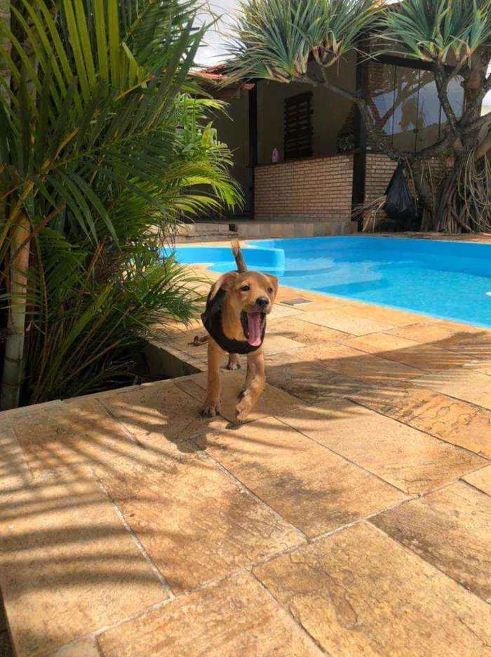 Cachorro ra a SRD idade 7 a 11 meses nome THEO