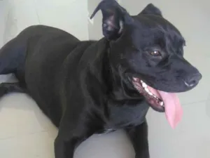 Cachorro raça Indefinida idade 4 anos nome Pantera