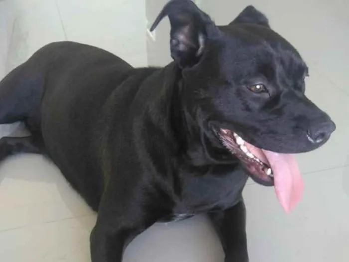 Cachorro ra a Indefinida idade 4 anos nome Pantera