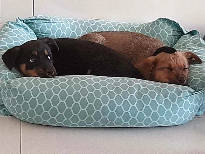 Cachorro raça SRD  idade 2 a 6 meses nome Ayla 