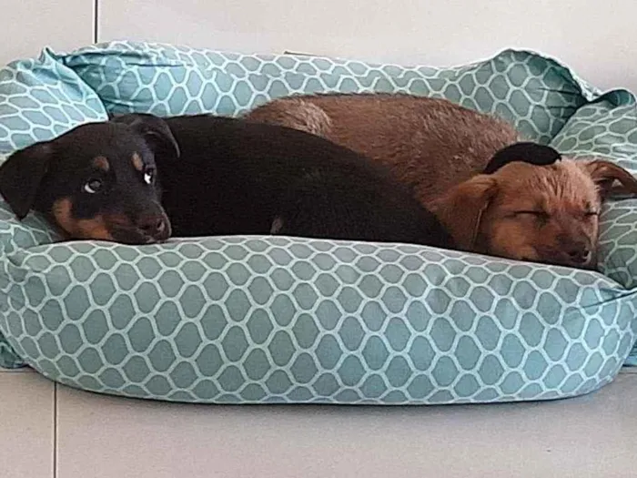 Cachorro raça SRD  idade 2 a 6 meses nome Ayla 