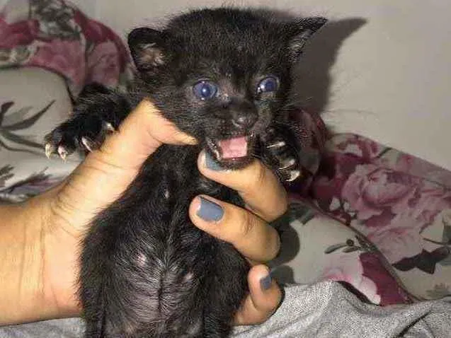 Gato raça Srd idade Abaixo de 2 meses nome Eva