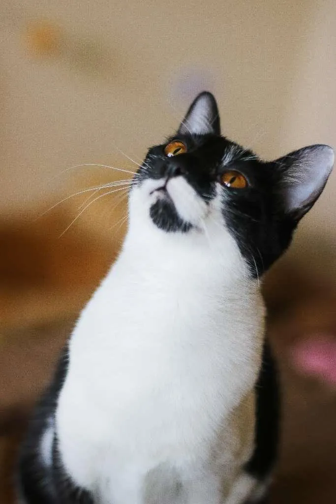 Gato ra a srd idade 2 a 6 meses nome Malu