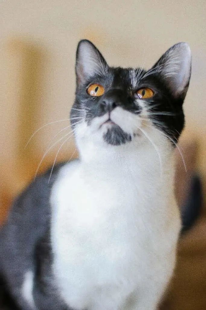 Gato ra a srd idade 2 a 6 meses nome Malu