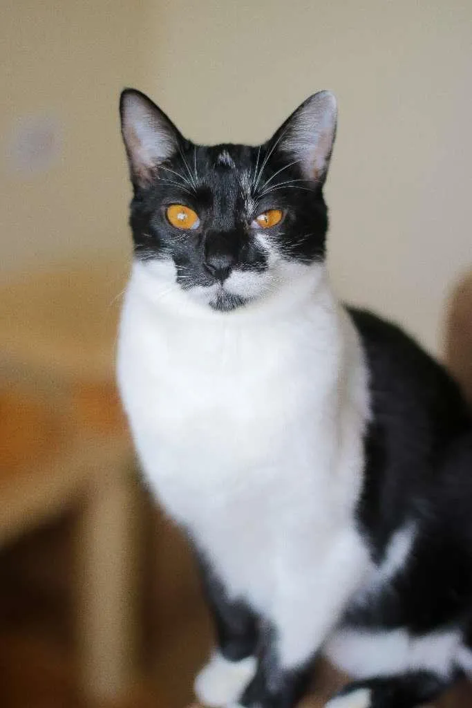 Gato ra a srd idade 2 a 6 meses nome Malu