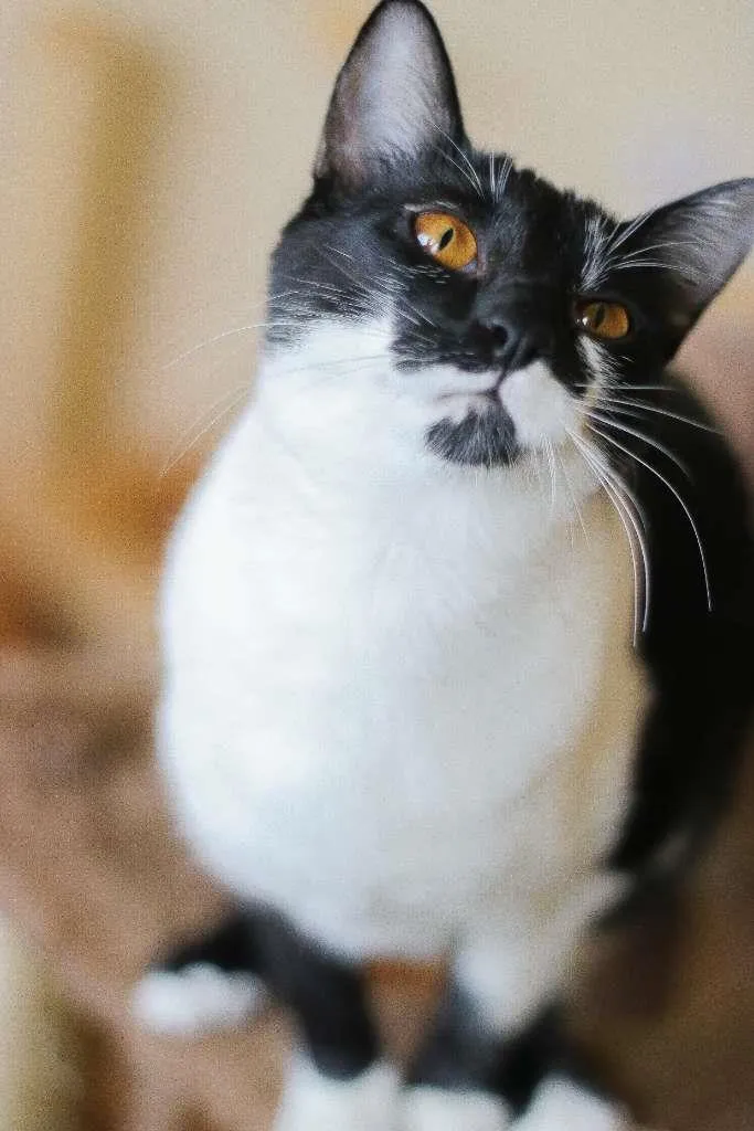 Gato ra a srd idade 2 a 6 meses nome Malu