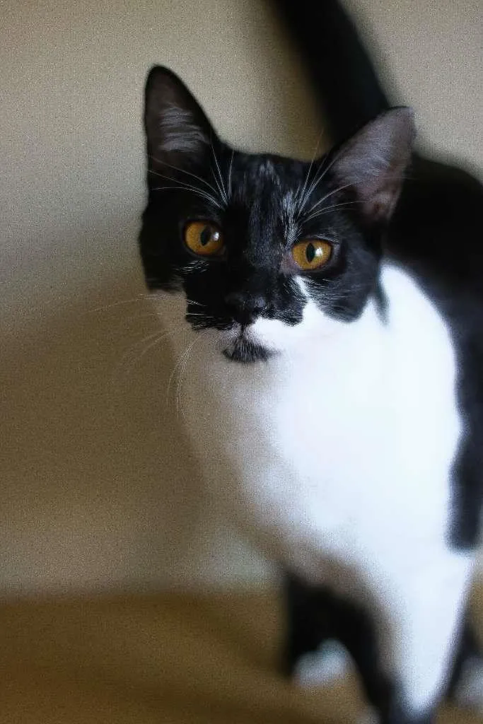 Gato ra a srd idade 2 a 6 meses nome Malu