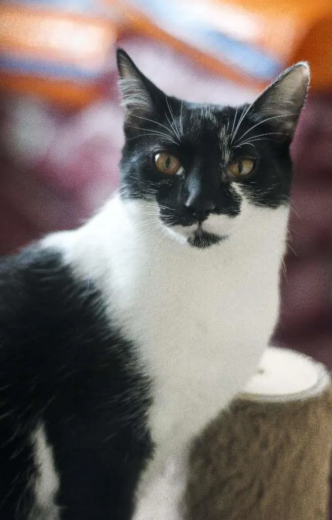 Gato ra a srd idade 2 a 6 meses nome Malu