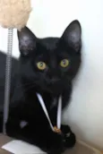 Chico