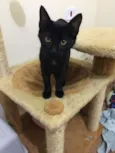 Chico