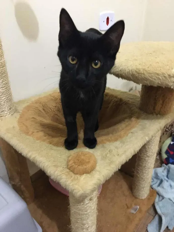 Gato ra a Srd idade 2 a 6 meses nome Chico