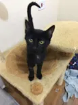 Chico