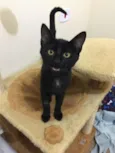 Chico