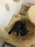 Chico