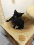 Chico