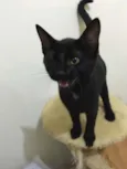 Chico
