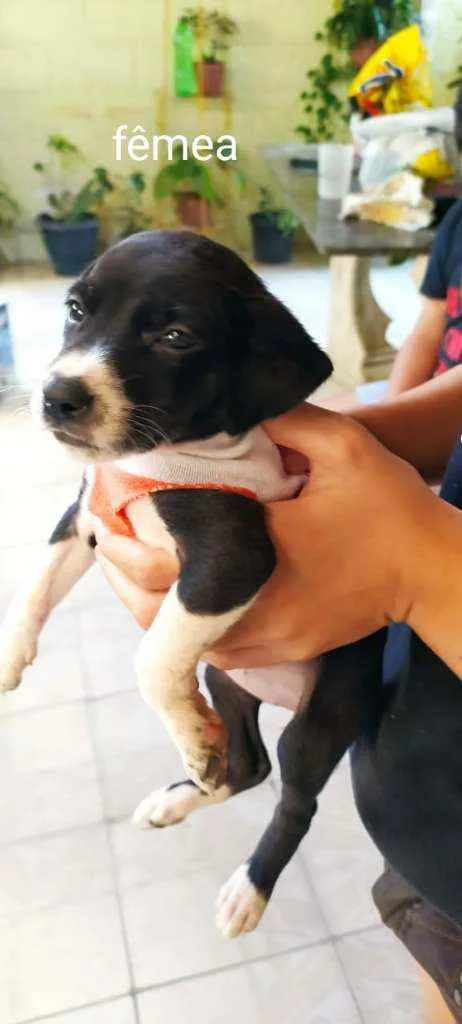Cachorro raça Indefinida  idade Abaixo de 2 meses nome Sem nome
