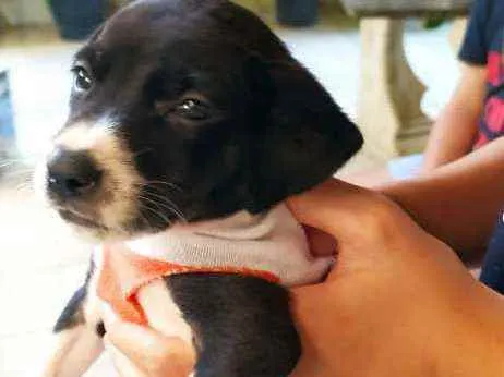 Cachorro raça Indefinida  idade Abaixo de 2 meses nome Sem nome