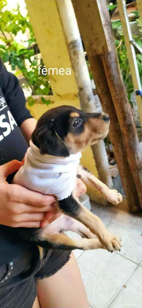 Cachorro raça Indefinida  idade Abaixo de 2 meses nome Sem nome