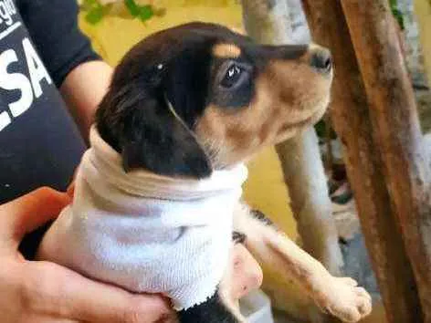 Cachorro raça Indefinida  idade Abaixo de 2 meses nome Sem nome