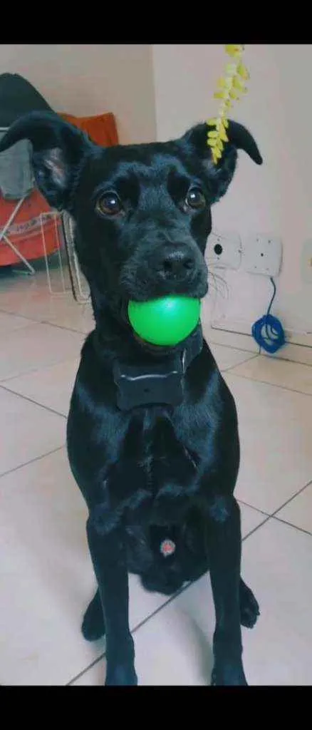 Cachorro ra a SRD idade 2 anos nome FILHO