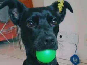 Cachorro raça SRD idade 2 anos nome FILHO