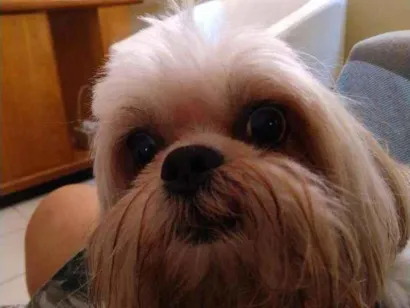 Cachorro raça SHIH-TZU idade 6 ou mais anos nome DUDU