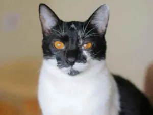 Gato raça srd idade 2 a 6 meses nome Malu