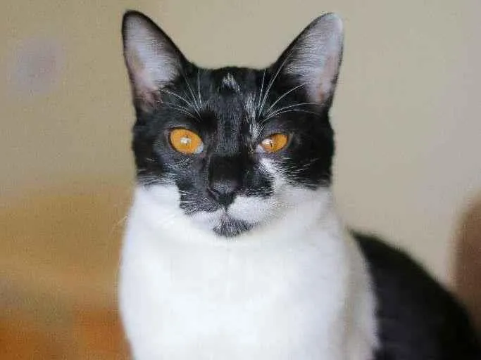 Gato ra a srd idade 2 a 6 meses nome Malu