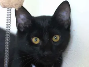 Gato raça Srd idade 2 a 6 meses nome Chico