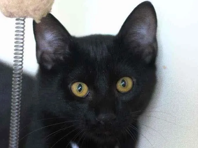 Gato ra a Srd idade 2 a 6 meses nome Chico