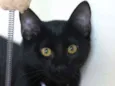 Chico