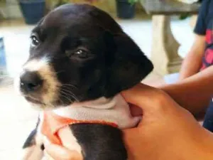 Cachorro raça Indefinida  idade Abaixo de 2 meses nome Sem nome
