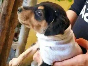 Cachorro raça Indefinida  idade Abaixo de 2 meses nome Sem nome