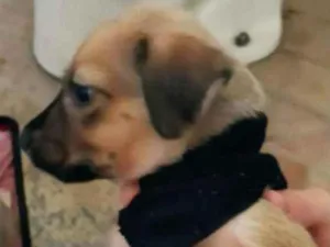 Cachorro raça Indefinida  idade Abaixo de 2 meses nome Sem nome