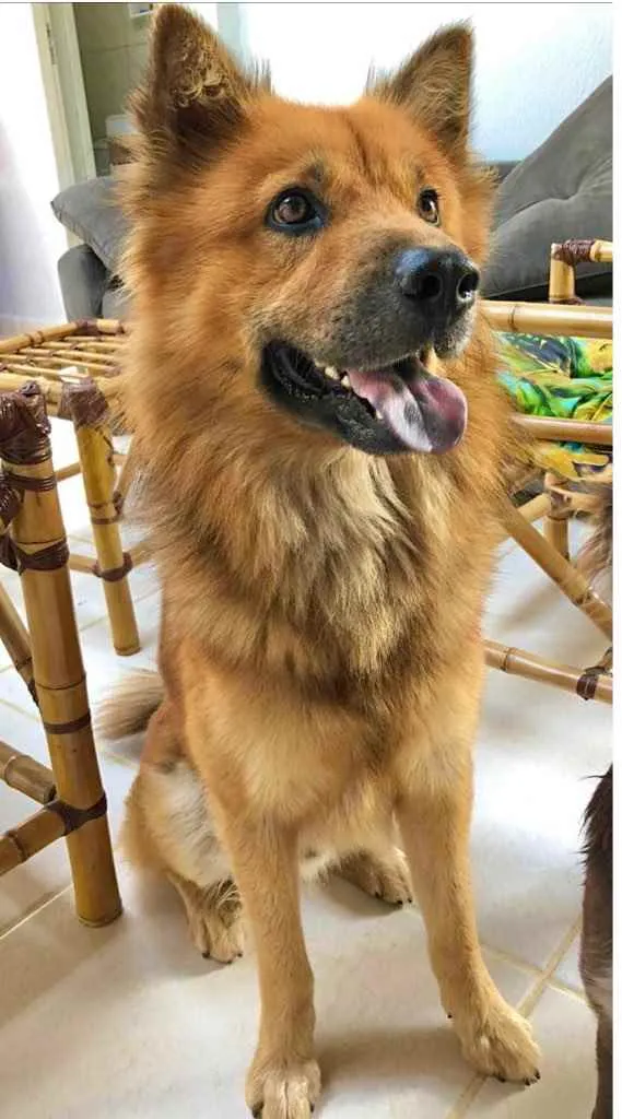 Cachorro ra a Chow chow idade 4 anos nome Simba 