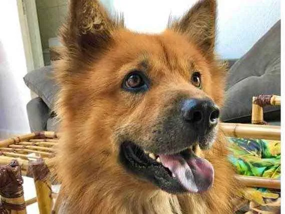 Cachorro ra a Chow chow idade 4 anos nome Simba 