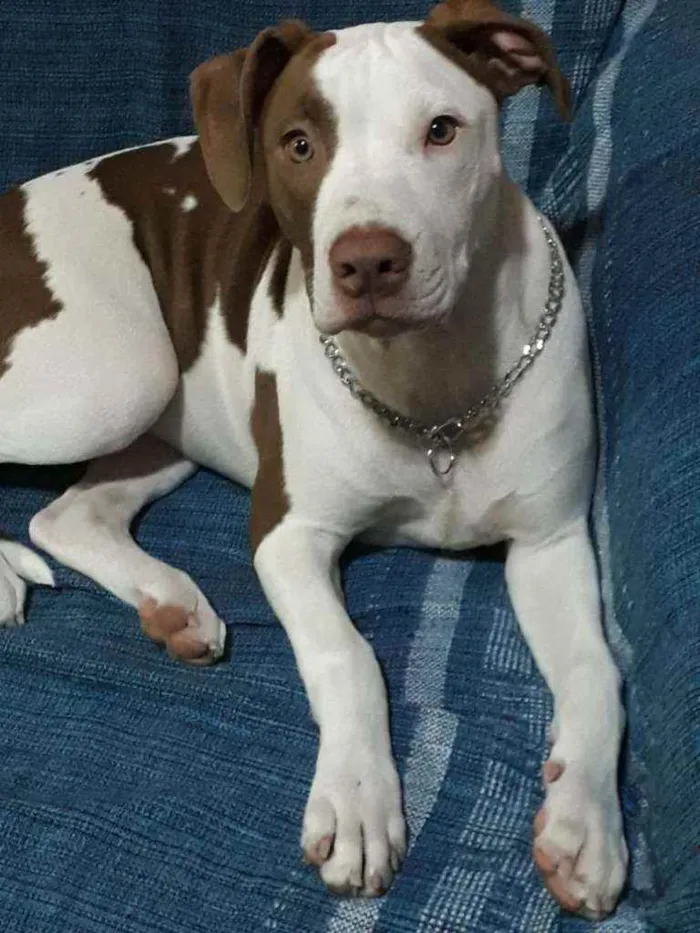 Cachorro ra a Pitbull american idade 1 ano nome Kytara