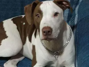 Cachorro raça Pitbull american idade 1 ano nome Kytara
