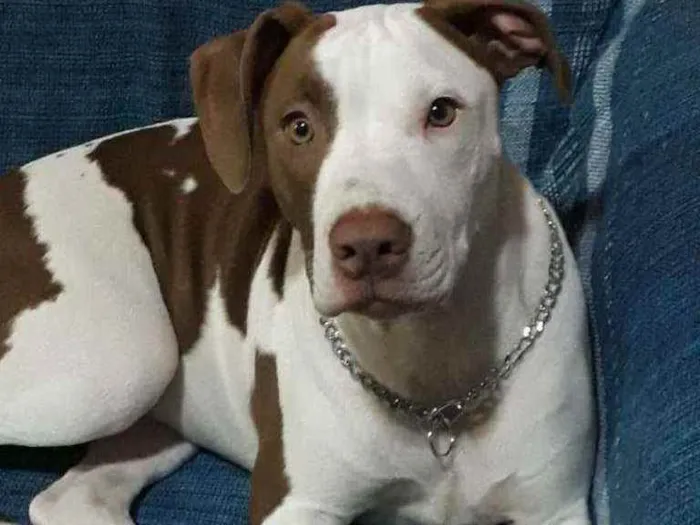 Cachorro ra a Pitbull american idade 1 ano nome Kytara