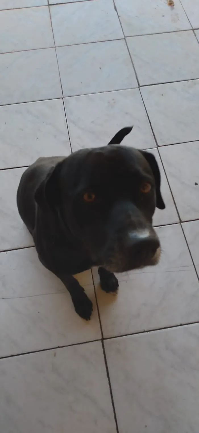 Cachorro ra a Mestiço idade 2 anos nome Bobi