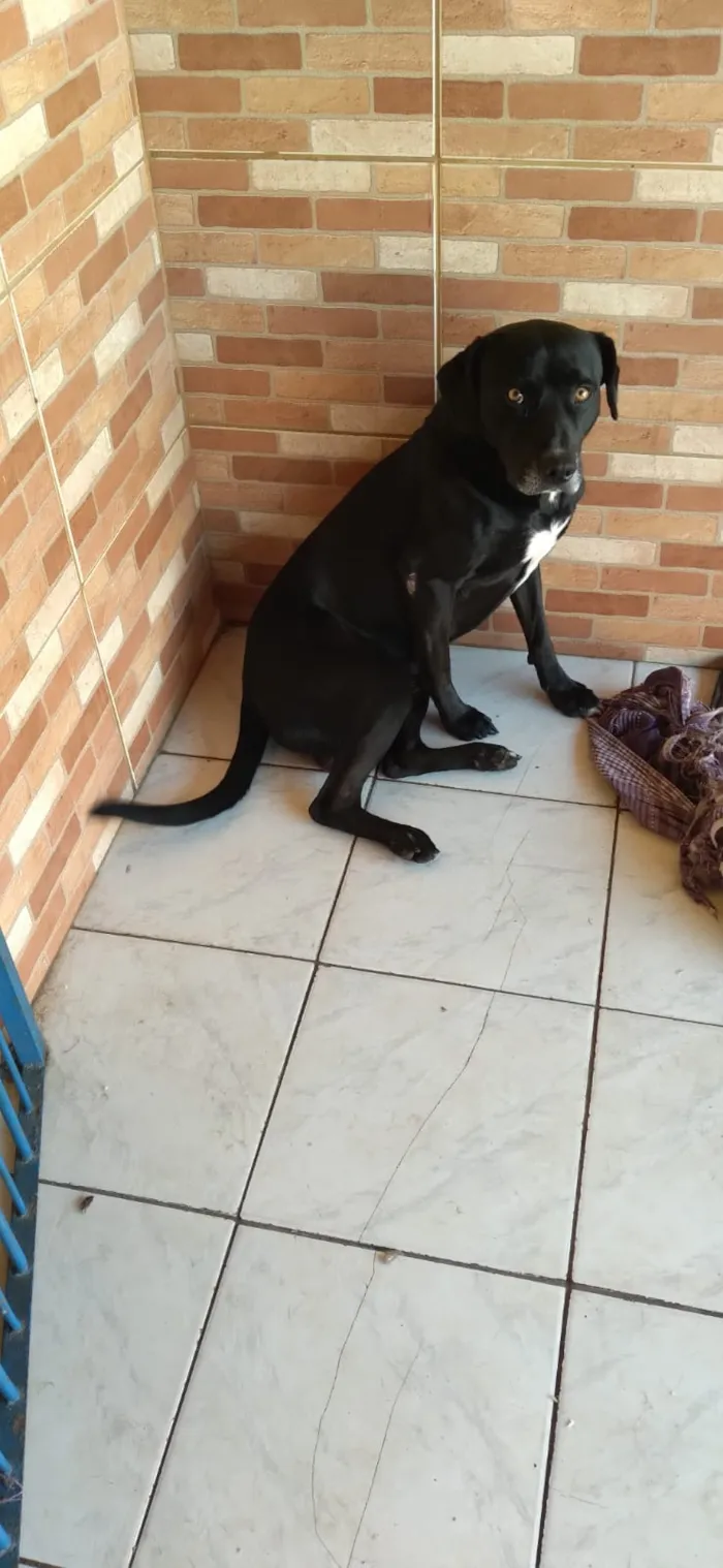Cachorro ra a Mestiço idade 2 anos nome Bobi
