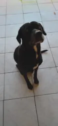Bobi
