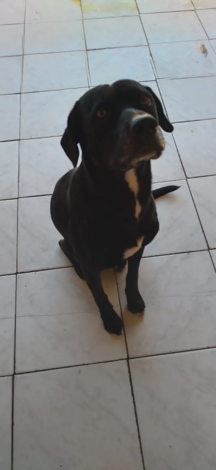 Cachorro ra a Mestiço idade 2 anos nome Bobi
