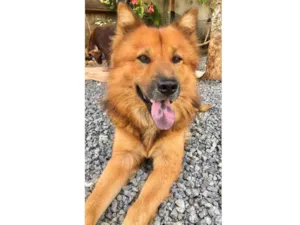 Cachorro raça Chow chow idade 4 anos nome Simba 