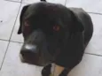 Bobi
