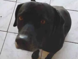 Cachorro raça Mestiço idade 2 anos nome Bobi