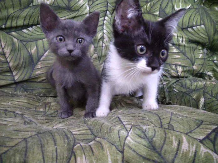 Gato ra a Srd idade Abaixo de 2 meses nome Whats 982391904 cont