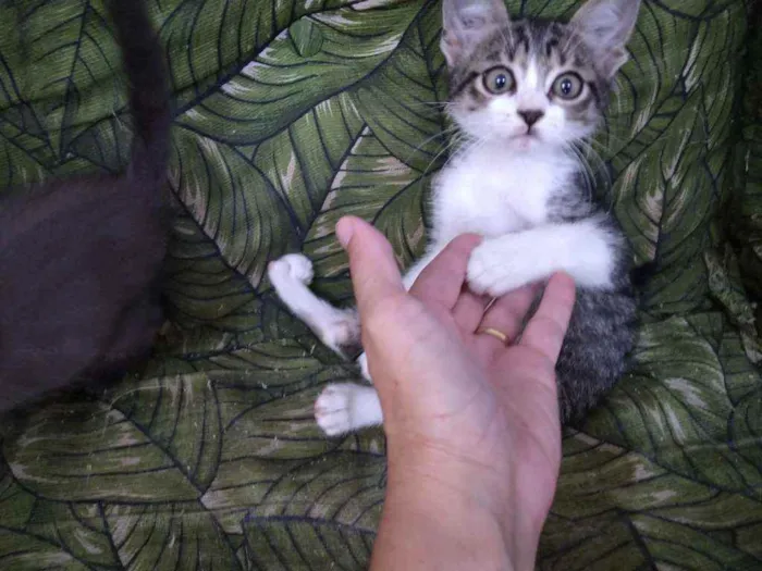 Gato ra a Srd idade Abaixo de 2 meses nome Whats 982391904 cont