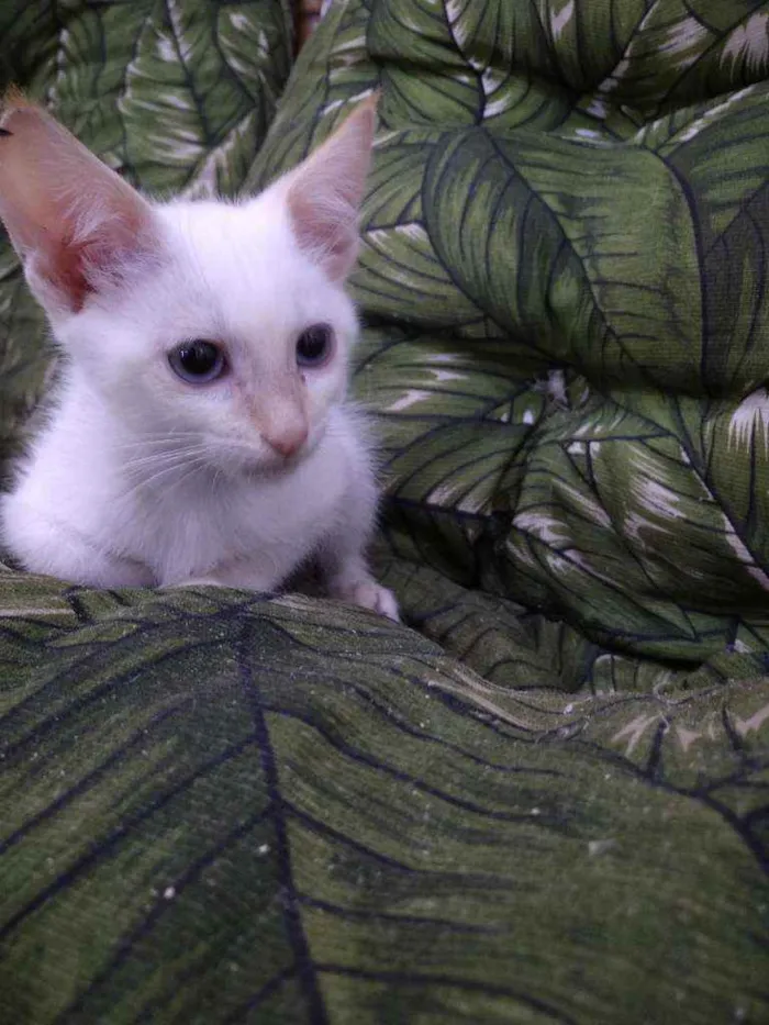 Gato ra a Srd idade Abaixo de 2 meses nome Whats 982391904 cont